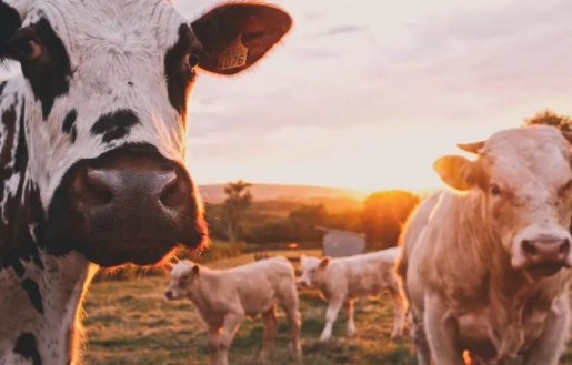 科技巨頭為什么不肯放過“豬牛羊”？